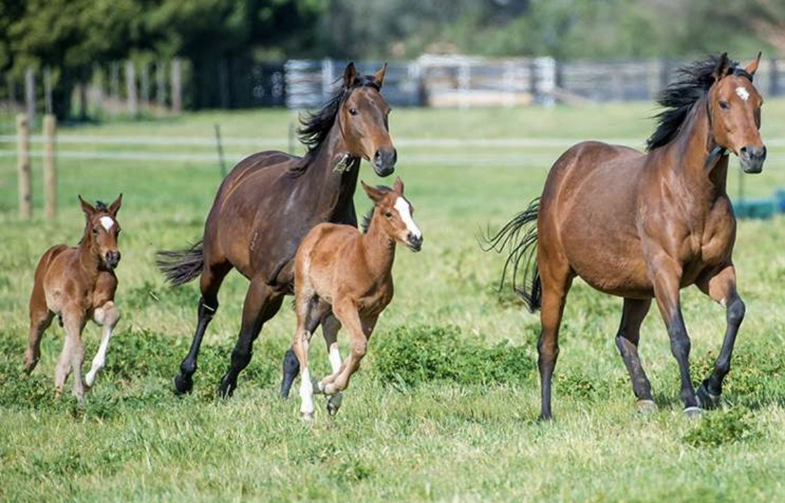 Mares and foals at Swettenham's paddocks | Image courtesy of Swettenham Stud